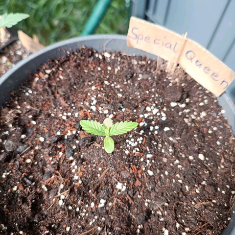 Special Queen #1 growlog timeline photo