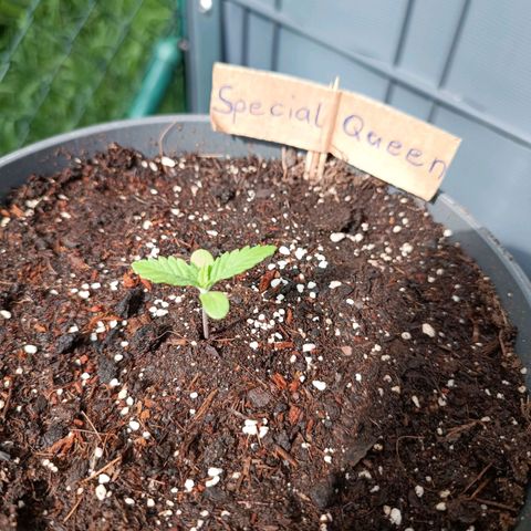Special Queen #1 growlog timeline photo