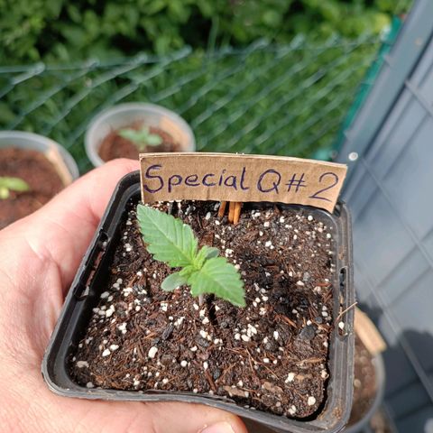 Special Queen #2 growlog timeline photo