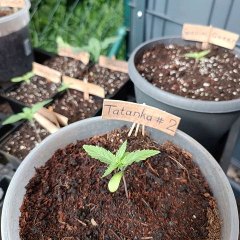 Tatanka Pure CBD #2 growlog timeline photo
