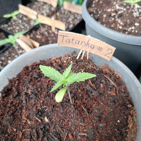 Tatanka Pure CBD #2 growlog timeline photo