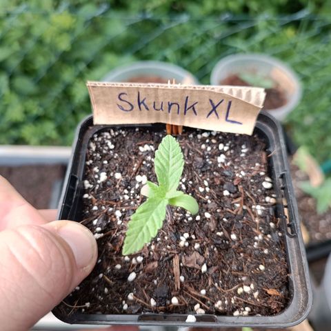 Skunk XL #1 growlog timeline photo
