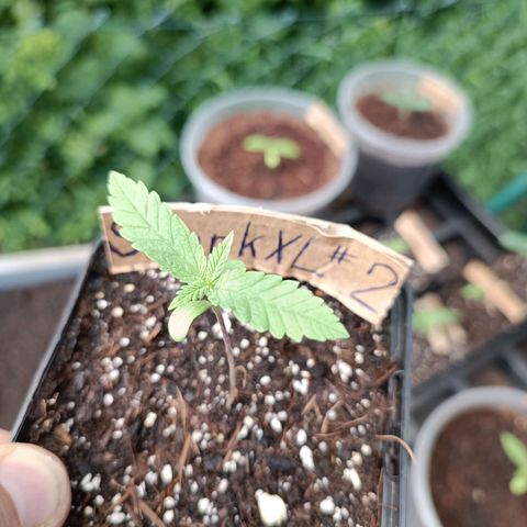Skunk XL #2 growlog timeline photo