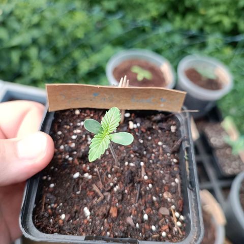 Special Kush #1 growlog timeline photo