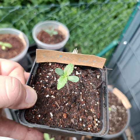 Special Kush #1 growlog timeline photo