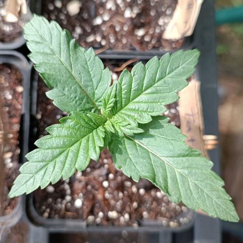 Tatanka Pure CBD #1 growlog timeline photo