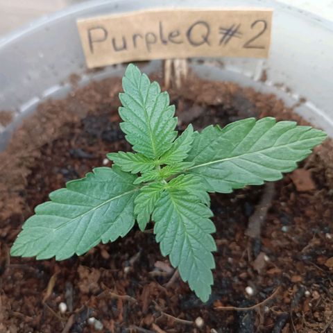 Purple Queen #2 growlog timeline photo