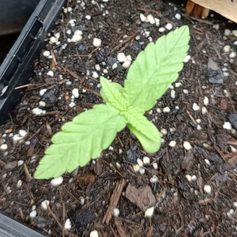 Skunk XL #1 growlog timeline photo