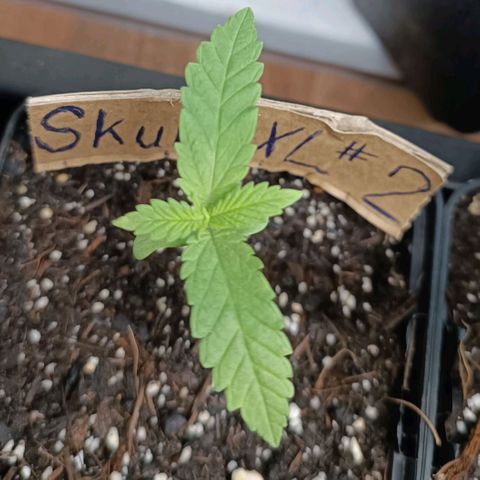 Skunk XL #2 growlog timeline photo