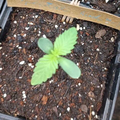 Special Kush #1 growlog timeline photo