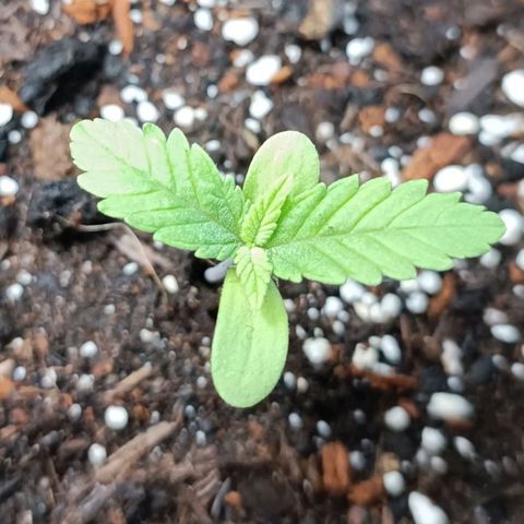 Special Queen #1 growlog timeline photo