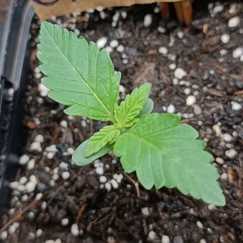 Special Queen #2 growlog timeline photo