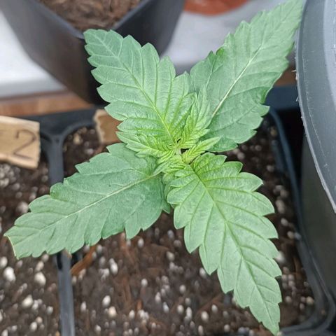 Tatanka Pure CBD #1 growlog timeline photo