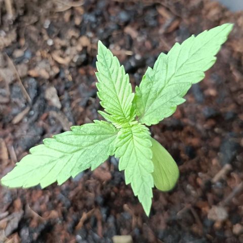 Tatanka Pure CBD #2 growlog timeline photo