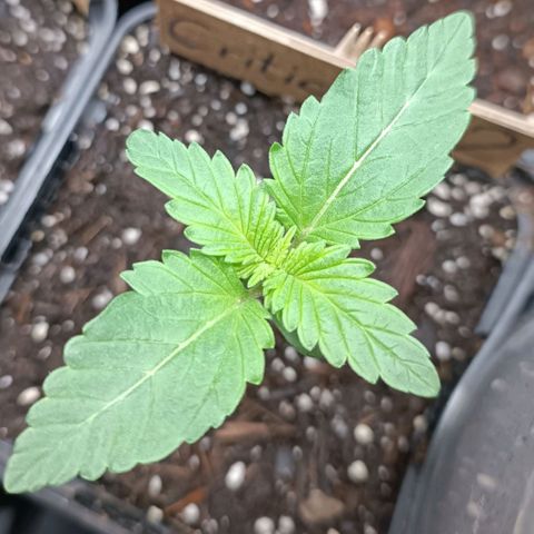 Critical #1 growlog timeline photo