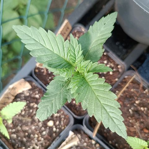 Tatanka Pure CBD #1 growlog timeline photo