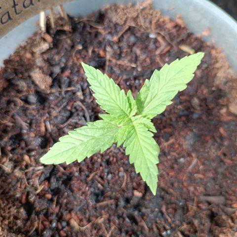 Tatanka Pure CBD #2 growlog timeline photo