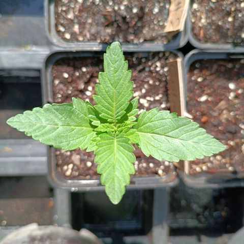 Critical #1 growlog timeline photo