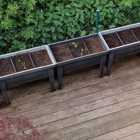 Tatanka Pure CBD #1 growlog timeline photo