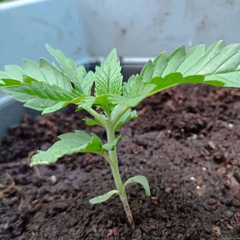Tatanka Pure CBD #1 growlog timeline photo