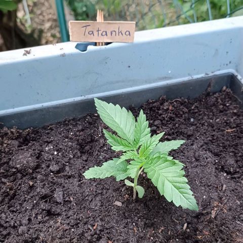 Tatanka Pure CBD #1 growlog timeline photo
