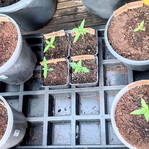 Special Queen #1 growlog timeline photo