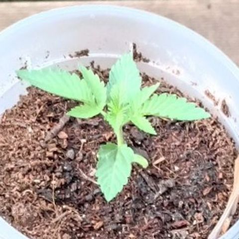 Purple Queen #2 growlog timeline photo