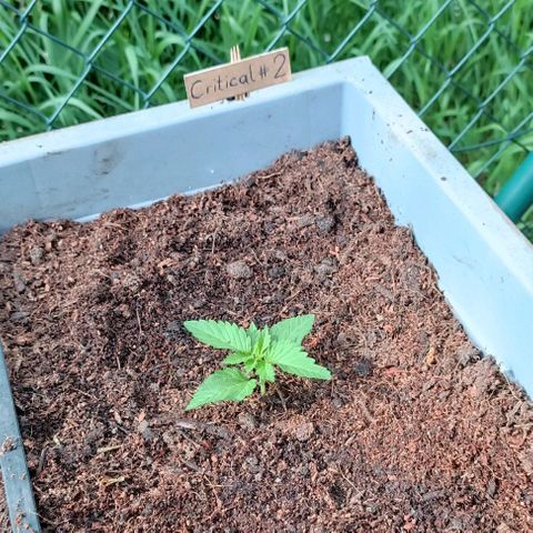 Critical #1 growlog timeline photo