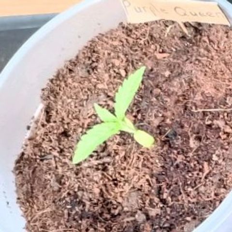 RQS Purple Queen growlog timeline photo