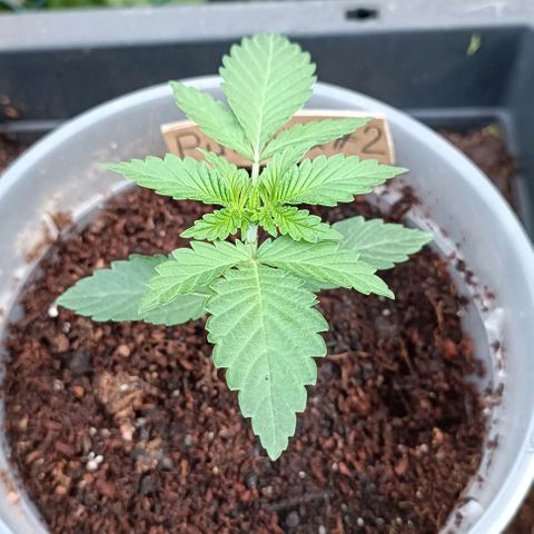 Purple Queen #2 growlog timeline photo