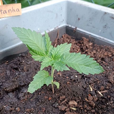 Tatanka Pure CBD #1 growlog timeline photo