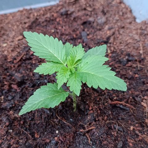 Tatanka Pure CBD #1 growlog timeline photo