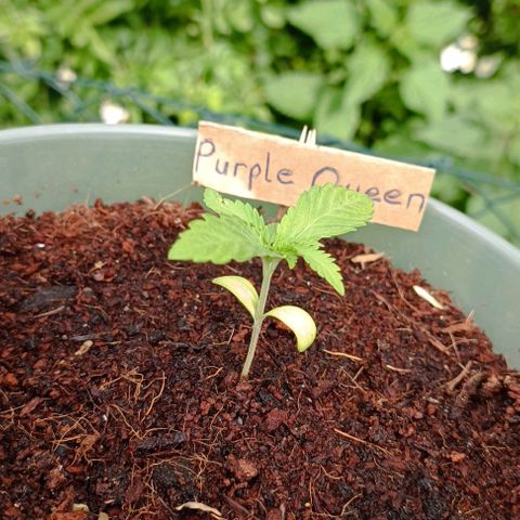 RQS Purple Queen growlog timeline photo