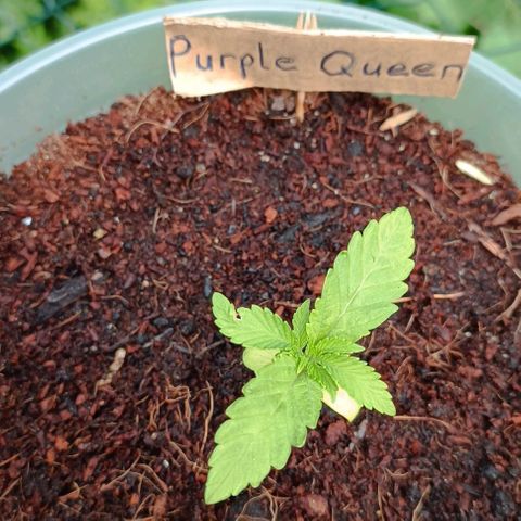 RQS Purple Queen growlog timeline photo