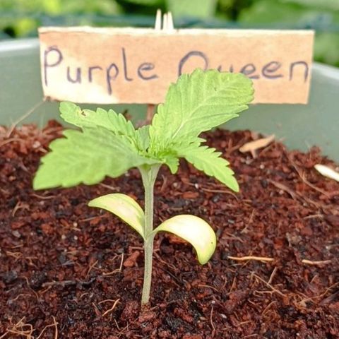 RQS Purple Queen growlog timeline photo