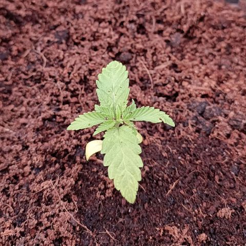 RQS Purple Queen growlog timeline photo
