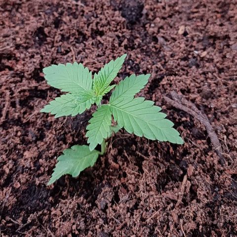 Special Queen #2 growlog timeline photo