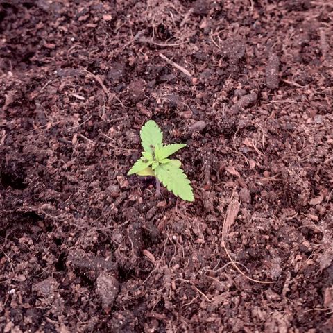 Special Queen #1 growlog timeline photo