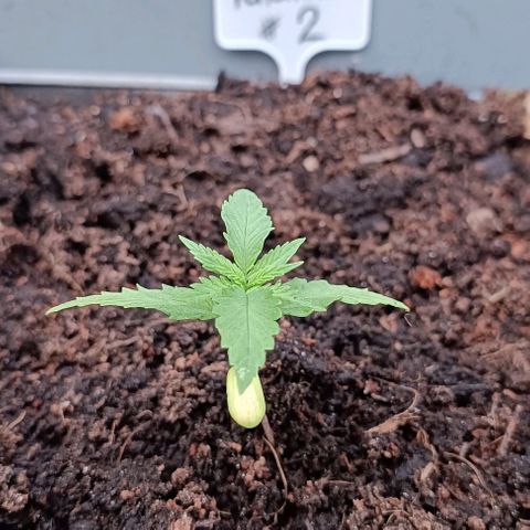 Tatanka Pure CBD #2 growlog timeline photo