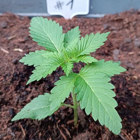 Critical #1 growlog timeline photo