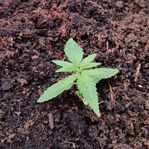 Skunk XL #1 growlog timeline photo