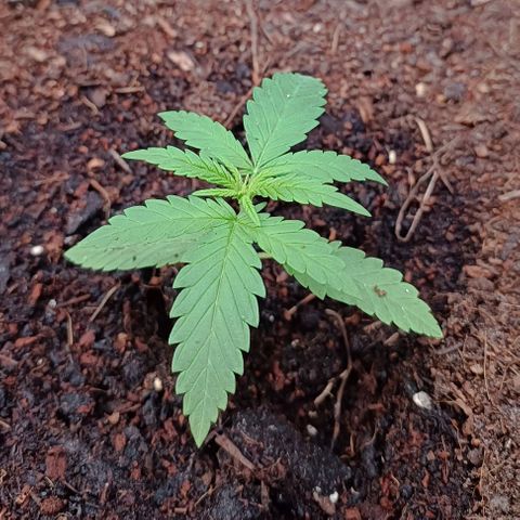 Skunk XL #2 growlog timeline photo