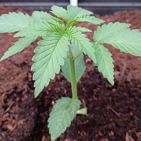 Purple Queen #2 growlog timeline photo