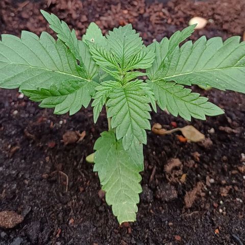 Tatanka Pure CBD #1 growlog timeline photo