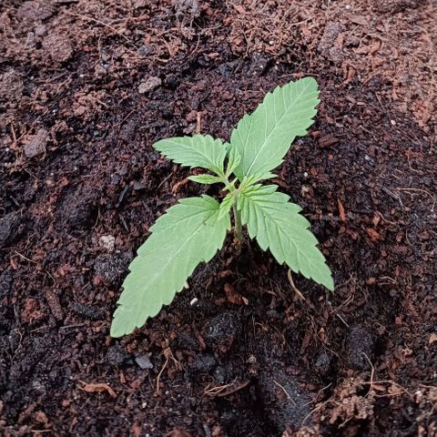 Special Kush #1 growlog timeline photo