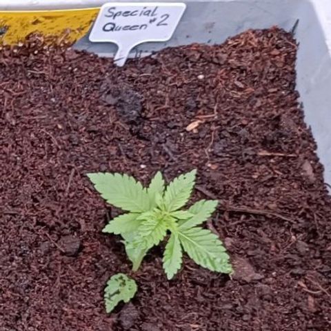 Special Queen #2 growlog timeline photo