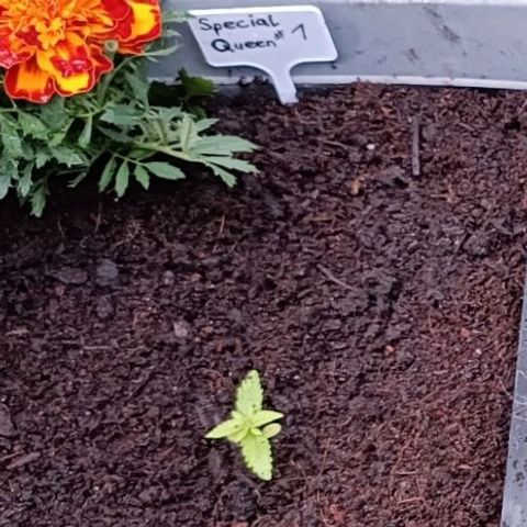 Special Queen #1 growlog timeline photo