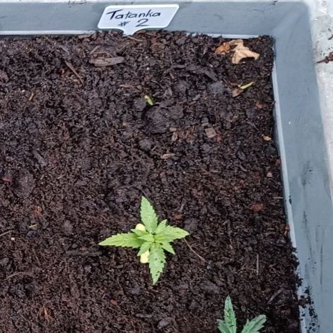 Tatanka Pure CBD #2 growlog timeline photo