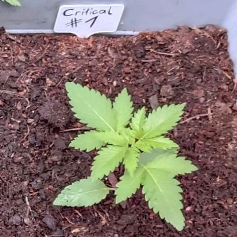 Critical #1 growlog timeline photo