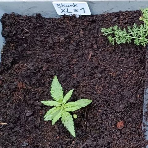 Skunk XL #1 growlog timeline photo